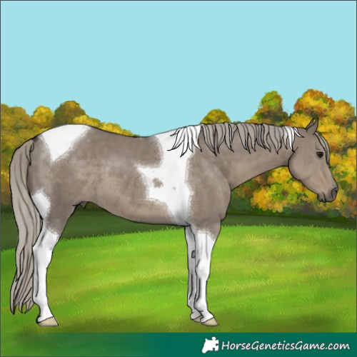 Horse Color:Silver Smoky Grullo Tobiano 