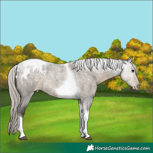 Horse Color:Silver Smoky Grullo Roan Tobiano Appaloosa