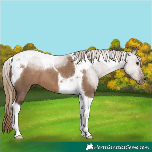 Horse Color:Liver Red Dun Tobiano 