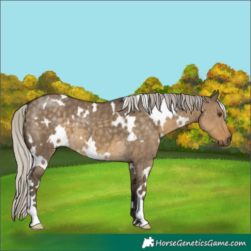 Horse Color:White Spotted Silver Smoky Grullo 