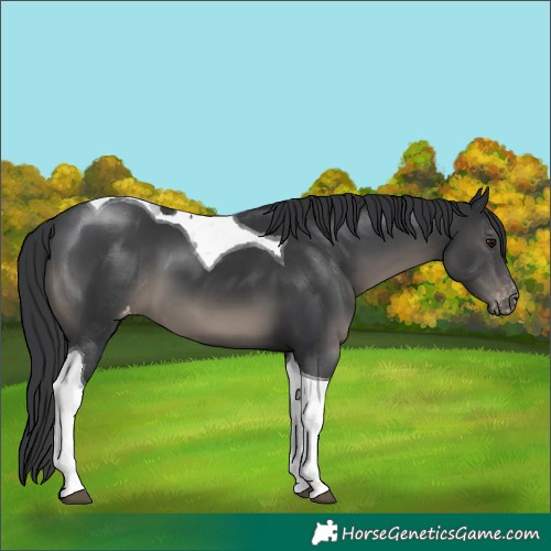 Horse Color:Black Tobiano Varnish