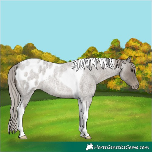 Horse Color:Silver Blue Roan Tobiano Blanket Rabicano