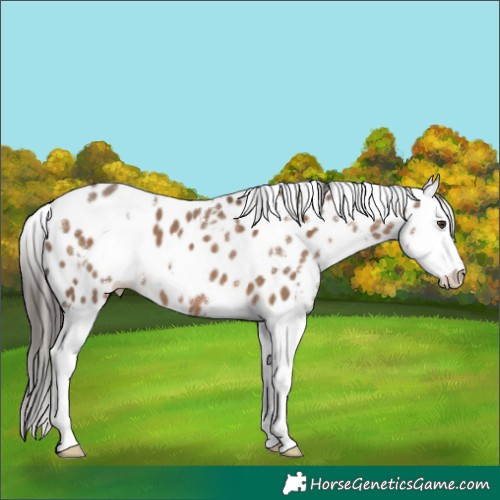Horse Color:White Spotted Liver Red Dun Splash Appaloosa