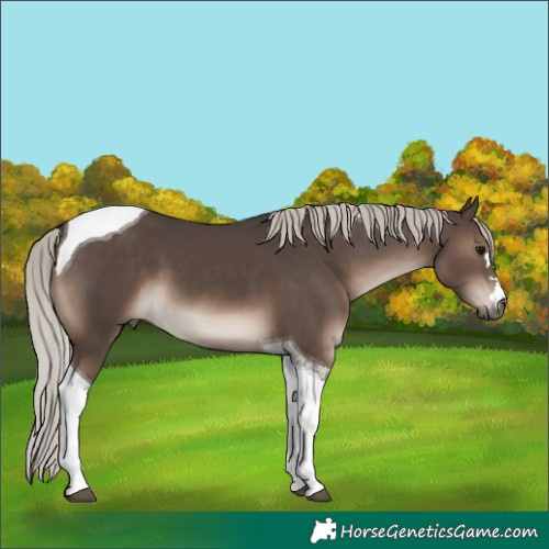 Horse Color:Silver Black Tobiano 