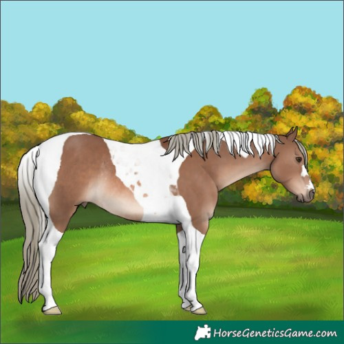 Horse Color:Chestnut Mushroom Tobiano Rabicano
