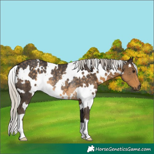 Horse Color:White Spotted Silver Smoky Black Rabicano