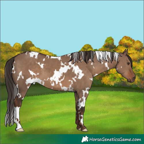 Horse Color:White Spotted Liver Red Dun