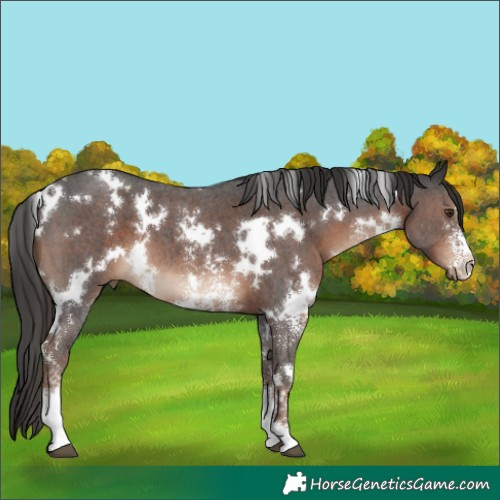 Horse Color:White Spotted Liver Chestnut Sabino