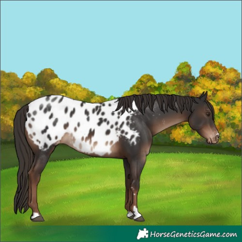 Horse Color:Liver Chestnut Near Leopard