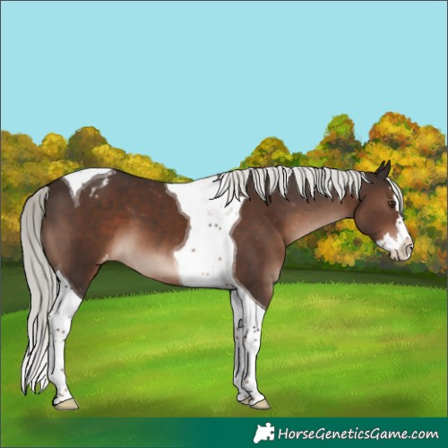 Horse Color:Liver Chestnut Mushroom Splash Tobiano Blanket