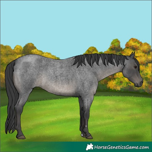 Horse Color:Blue Roan Mushroom Rabicano 