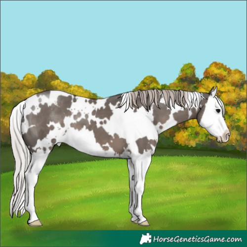 Horse Color:White Spotted Silver Black Splash