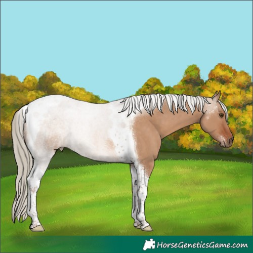 Horse Color:Red Dun Tobiano 