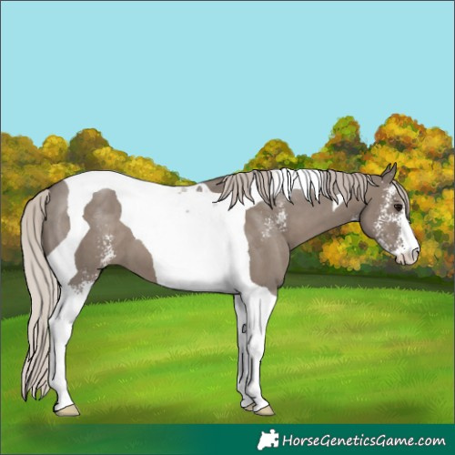 Horse Color:Silver Grullo Sabino Tobiano