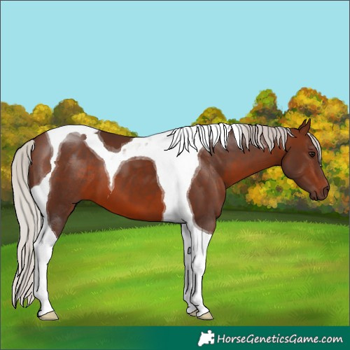Horse Color:Silver Brown Tobiano
