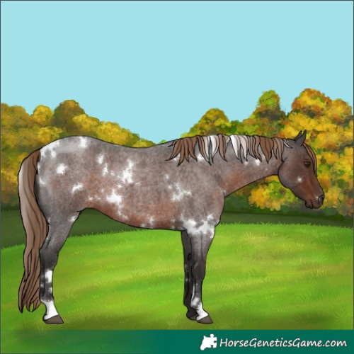 Horse Color:White Spotted Liver Red Roan 