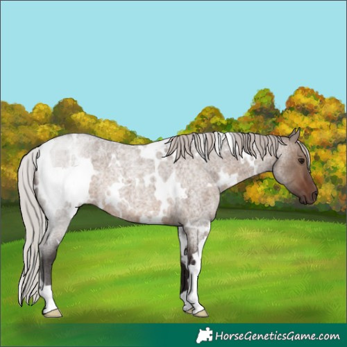 Horse Color:White Spotted Silver Brown Roan Dun 