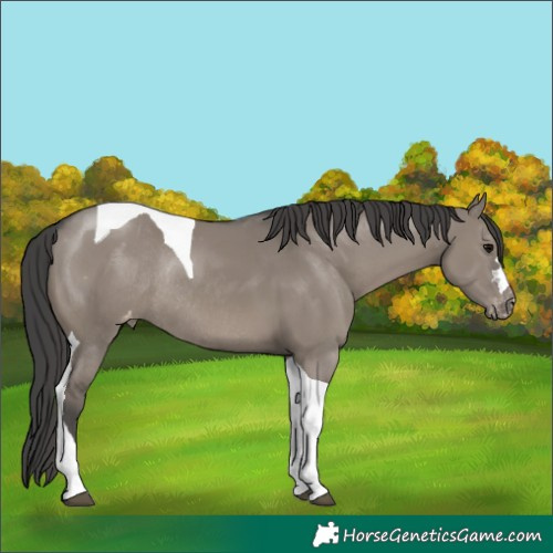 Horse Color:Grullo Tobiano Appaloosa Rabicano