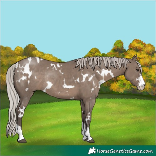 Horse Color:White Spotted Silver Grullo Sabino Rabicano 