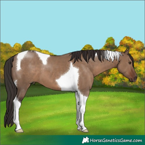 Horse Color:Liver Red Dun Tobiano 