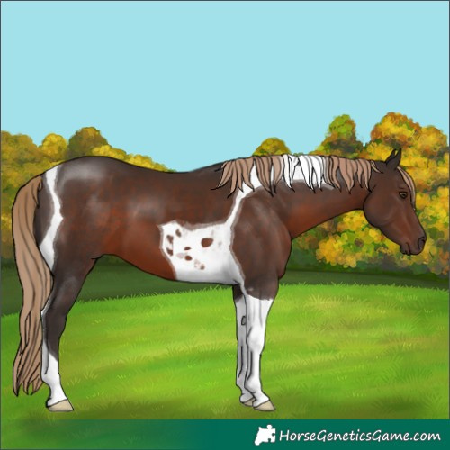 Horse Color:Liver Chestnut Tobiano 