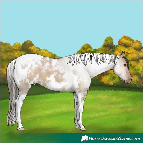 Horse Color:White Spotted Liver Red Dun Tobiano 