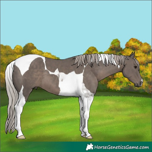 Horse Color:Silver Black Tobiano