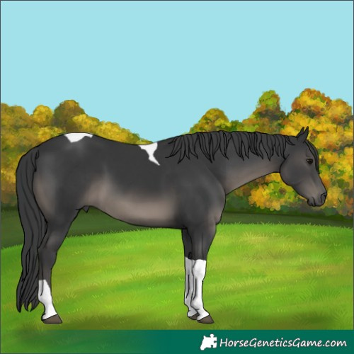 Horse Color:Black Tobiano 