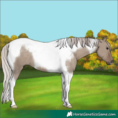 Horse Color:Silver Grullo Tobiano 