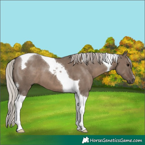 Horse Color:Silver Grullo Tobiano 