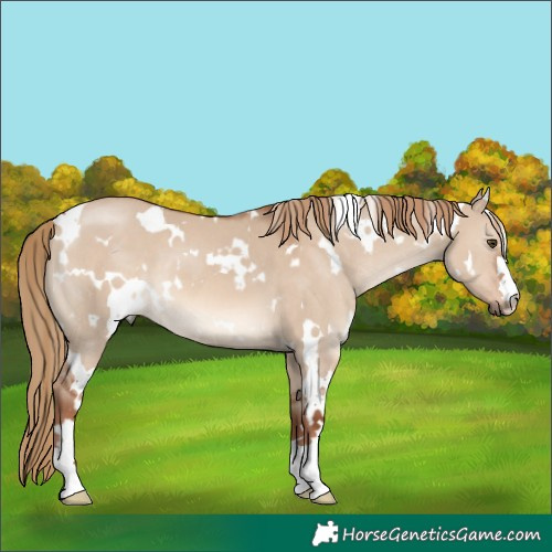Horse Color:White Spotted Red Dun