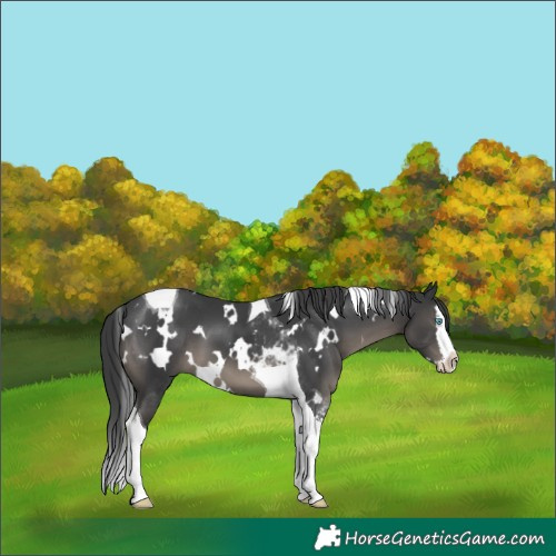 Horse Color:White Spotted Black Splash Tobiano