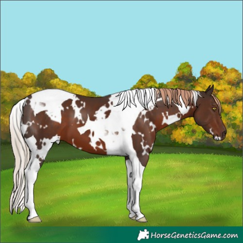 Horse Color:White Spotted Liver Chestnut Tobiano