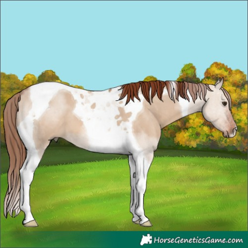 Horse Color:Red Dun Tobiano 