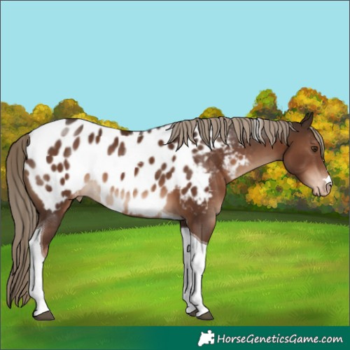 Horse Color:Liver Chestnut Tobiano Appaloosa