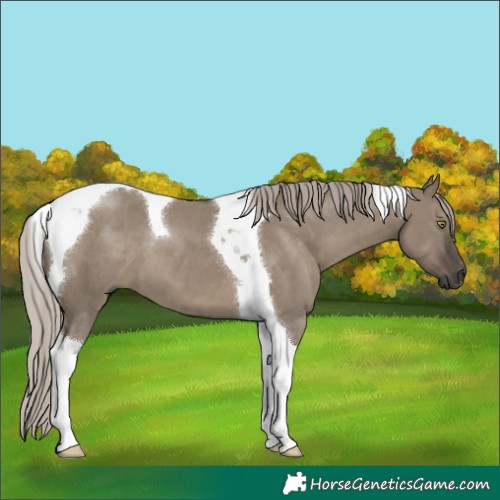 Horse Color:Gray Silver Grullo Tobiano