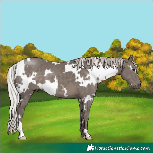 Horse Color:White Spotted Silver Black