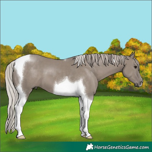 Horse Color:Silver Grullo Tobiano 