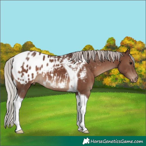 Horse Color:Silver Black Tobiano Appaloosa