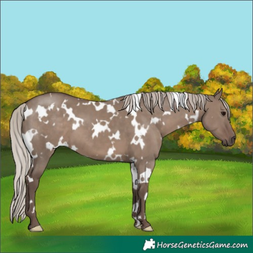 Horse Color:White Spotted Silver Grullo