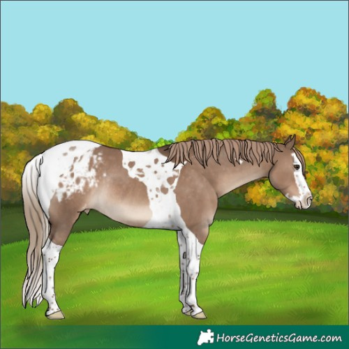 Horse Color:Liver Red Dun Splash Tobiano Appaloosa Rabicano