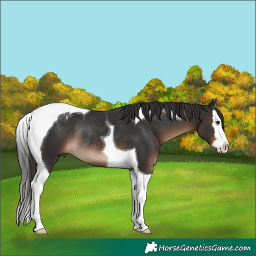 Horse Color:Liver Chestnut Splash Tobiano Rabicano