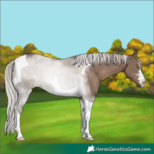 Horse Color:Silver Grullo Tobiano 