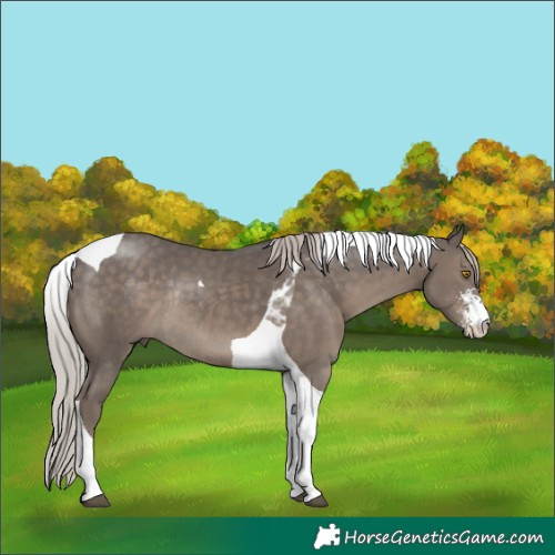Horse Color:Silver Black Sabino Tobiano Rabicano