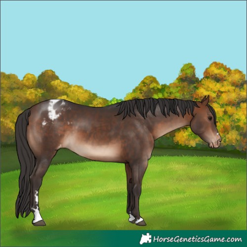 Horse Color:Bay Blanket
