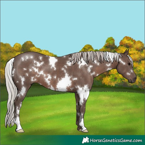 Horse Color:White Spotted Silver Black 