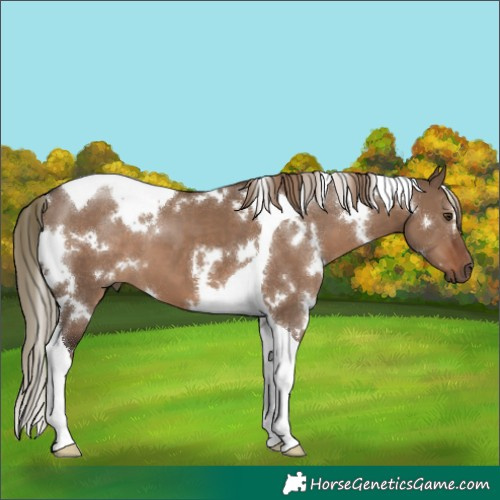Horse Color:White Spotted Liver Red Dun Tobiano 