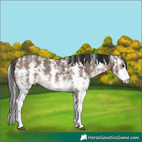 Horse Color:Brown Dun Sabino 