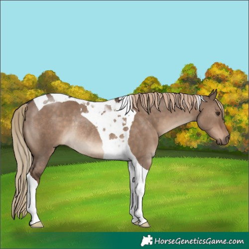 Horse Color:Liver Red Dun Tobiano Rabicano 