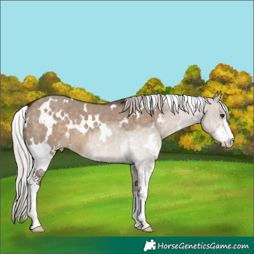Horse Color:White Spotted Silver Brown Dun Sabino 